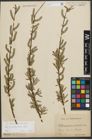 Foto von Salix purpurea L. x Salix viminalis L.